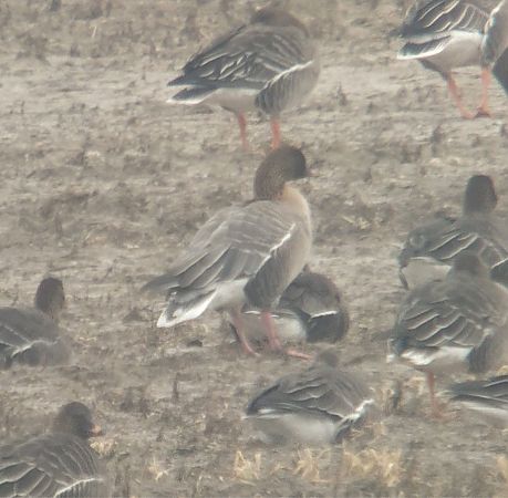 gęś krótkodzioba  - Krzysztof Lis