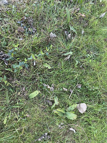 Himantoglossum robertianum  - Pep Sole