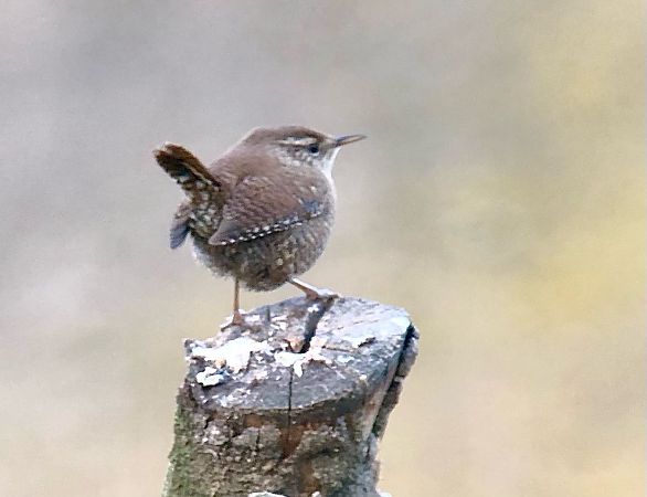 Cargolet  - Ramon Prat Espelt