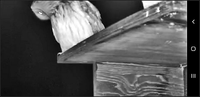 Rapace notturno indet  - Giuseppe Di Lieto