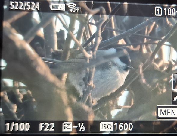 sikora uboga  - Tomasz Doroń