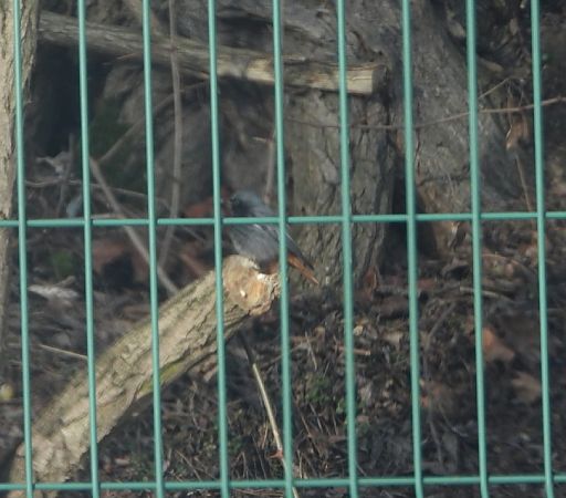 kopciuszek  - Adrian Dudkiewicz