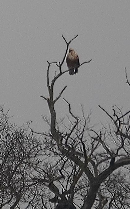 Buse féroce  - Christine Ludwig
