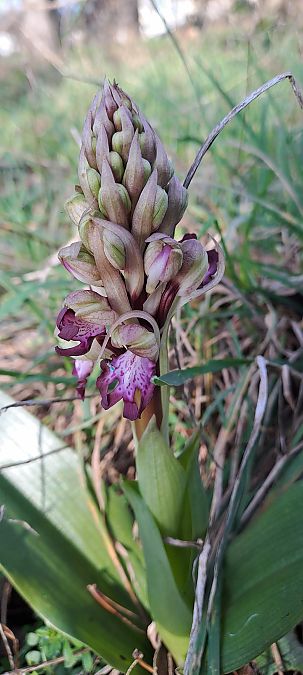 Himantoglossum robertianum  - Marc et M-Joëlle Silvestre