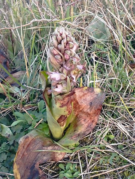 Himantoglossum robertianum  - Gérard Joseph