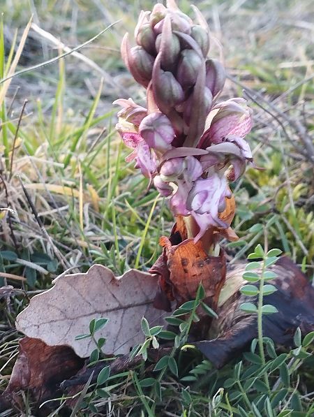 Himantoglossum robertianum  - Gérard Joseph