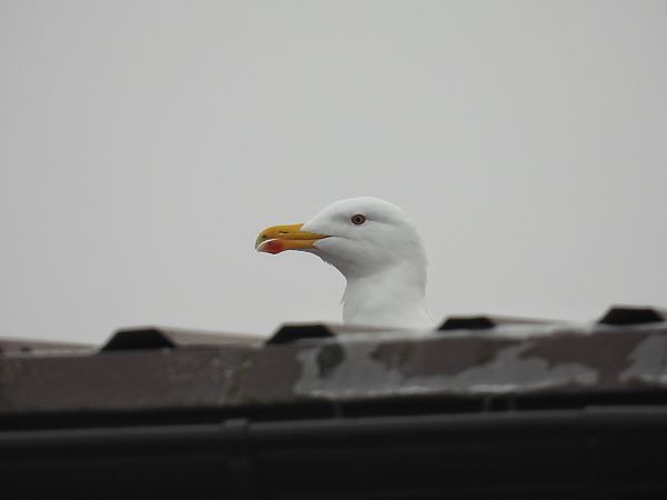 mewa siodłata  - Kacper Mikulski