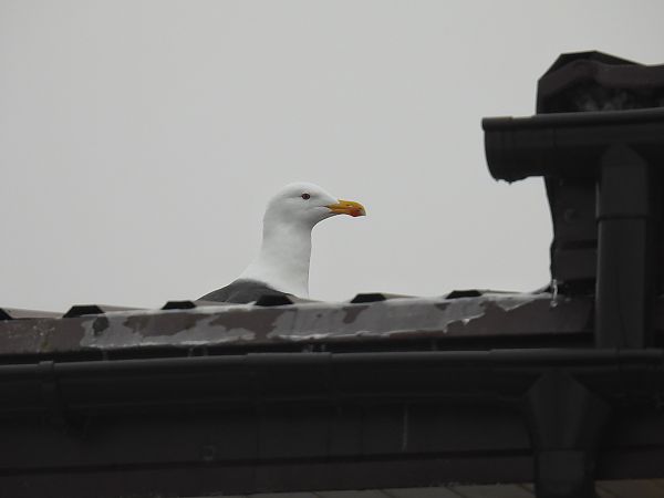 Mantelmöwe  - Kacper Mikulski