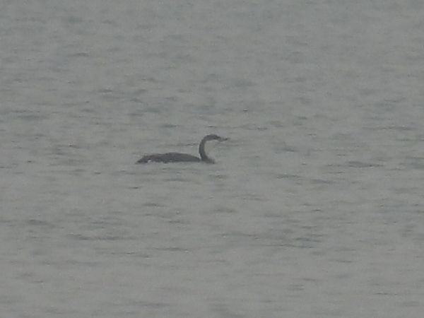 nur rdzawoszyi  - Kacper Mikulski