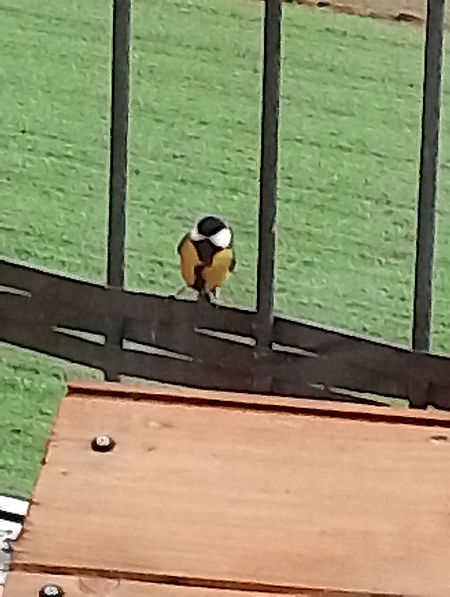 Cinciallegra  - Gabriele Papale