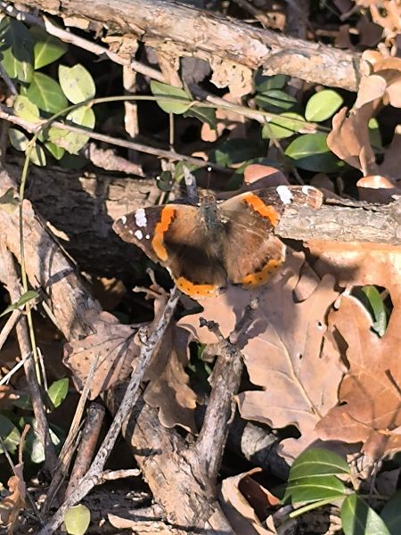 Vanessa atalanta  - Mirko Tomasi