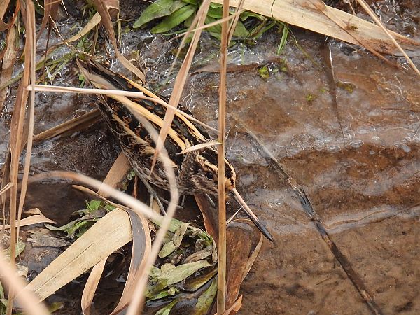 bekasik  - Kacper Mikulski