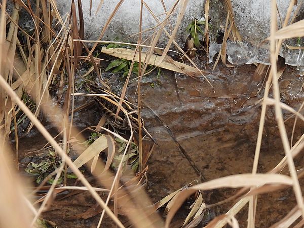 Zwergschnepfe  - Kacper Mikulski