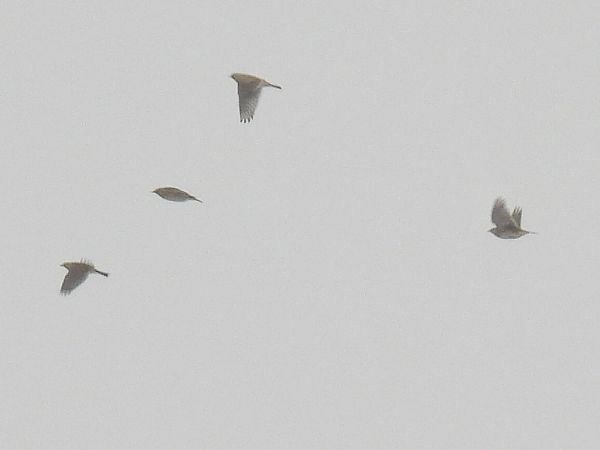 skowronek  - Kacper Mikulski