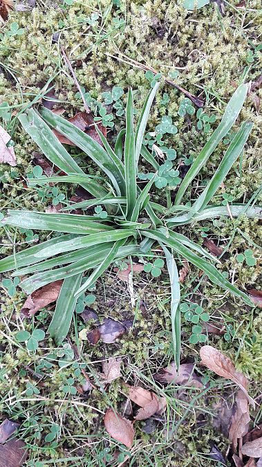 Anacamptis pyramidalis  - André Chevalier