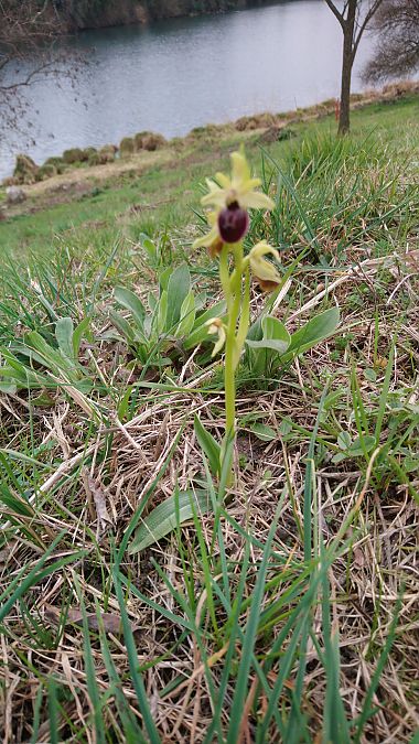 Ophrys occidentalis  - Monique Souben
