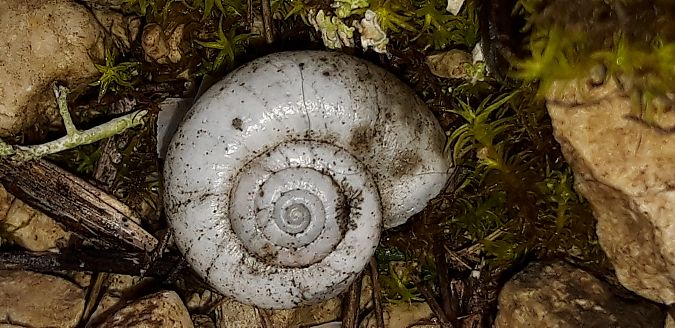 Cernuella neglecta  - Michele Cento