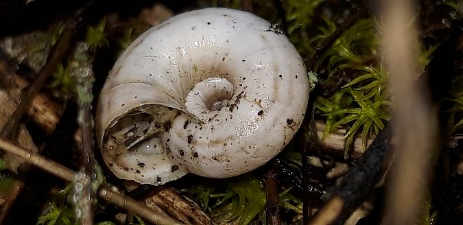 Cernuella neglecta  - Michele Cento