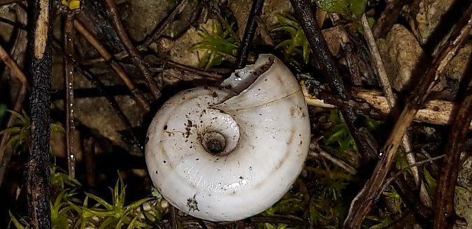 Cernuella neglecta  - Michele Cento