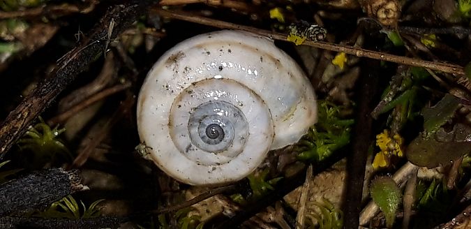 Caragouille élargie  - Michele Cento