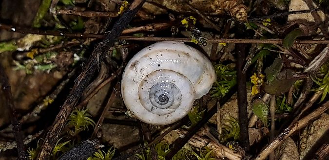 Cernuella neglecta  - Michele Cento