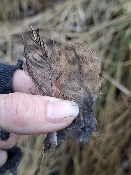 puszczyk  - Ewa Nalepa