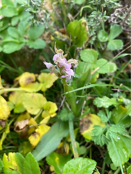 Neotinea lactea  - Léa Pichon