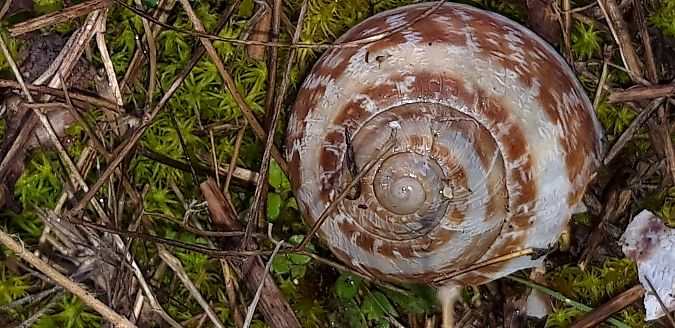 Eobania vermiculata  - Michele Cento