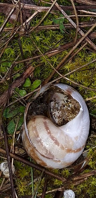 Eobania vermiculata  - Michele Cento