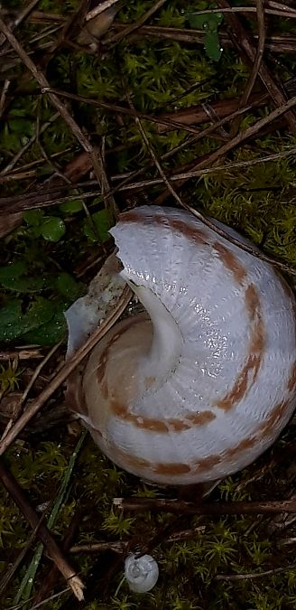 Eobania vermiculata  - Michele Cento