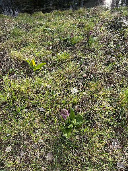 Himantoglossum robertianum  - Jerome Brunet