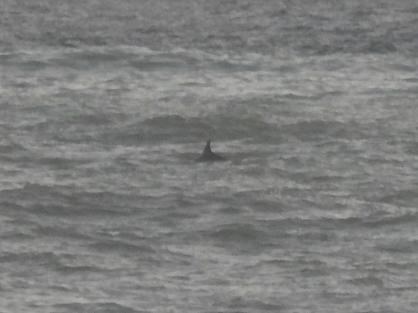 Tursiope  - Enrico Carta