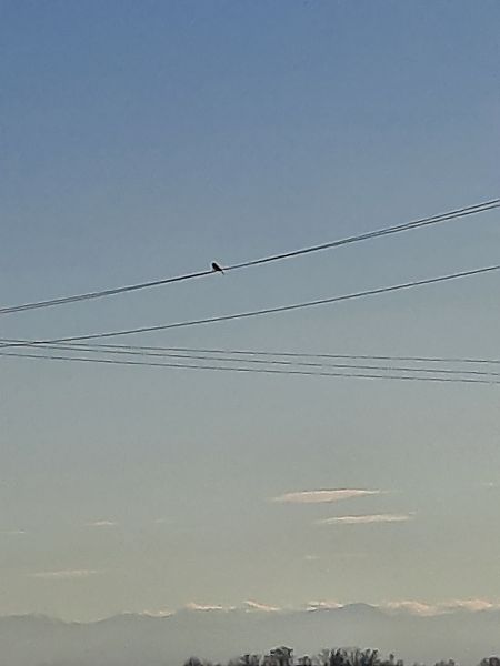 Pie-grièche grise  - Bassano Riboni