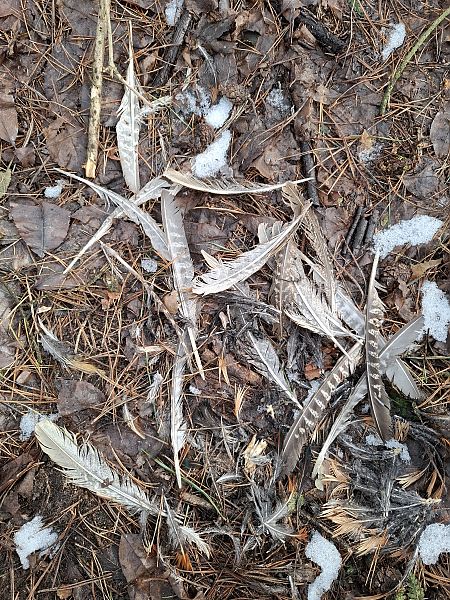 bażant  - Ewa Nalepa