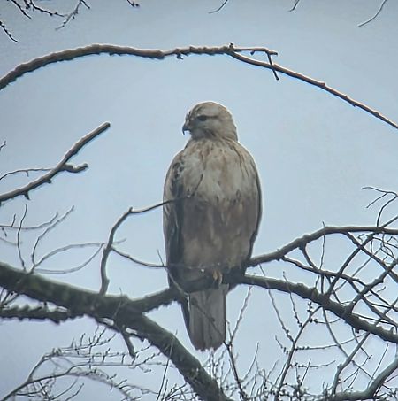 Long-legged Buzzard 