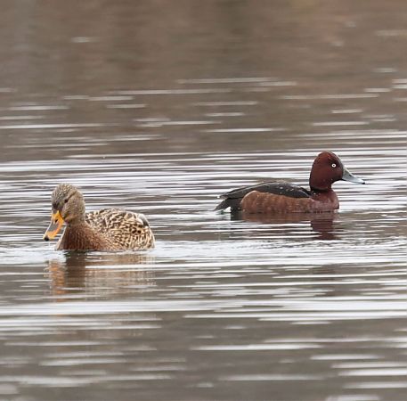 Fuligule nyroca  - Florian Hanslmayr