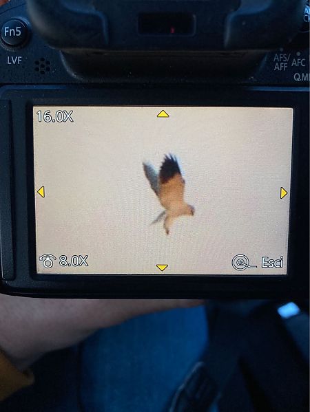 Gleitaar  - Giorgio Andrea Avanzo (FVG)