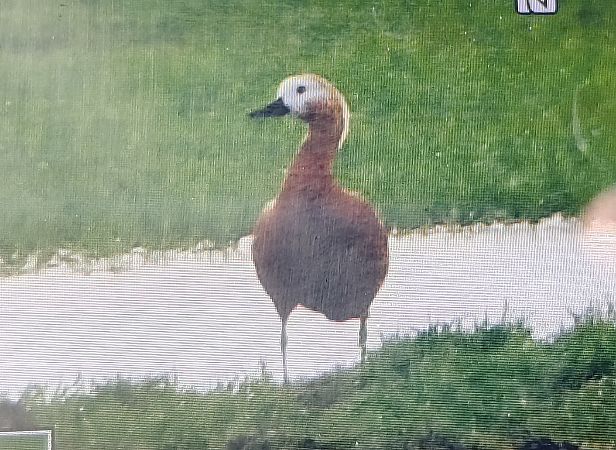 Casarca  - Giacomo Rocca