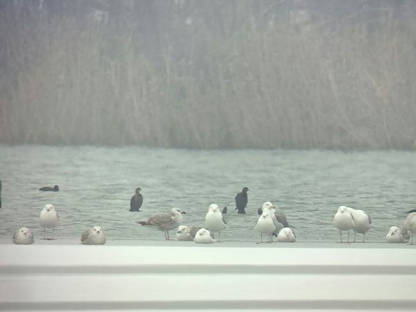 Cormoran pygmée  - Lukas Scheidl