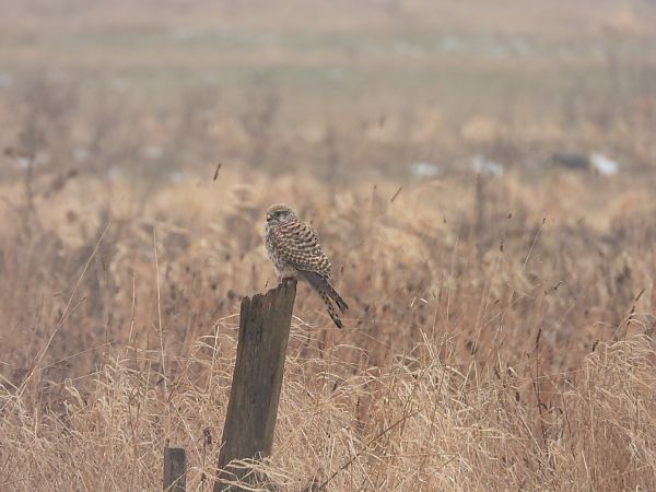 pustułka  - Adrian Dudkiewicz