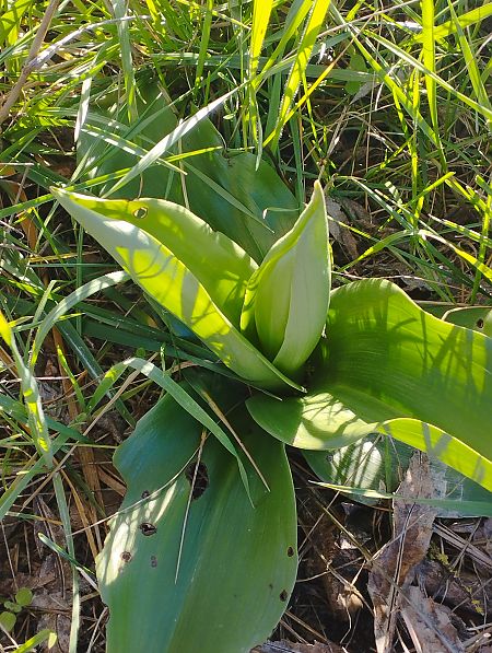 Himantoglossum robertianum  - Gérard Joseph