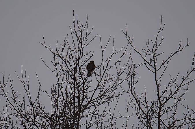 drzemlik  - Piotr Jędrzejczyk