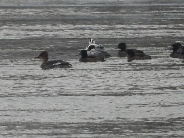 szlachar  - Krystyna Kowalska