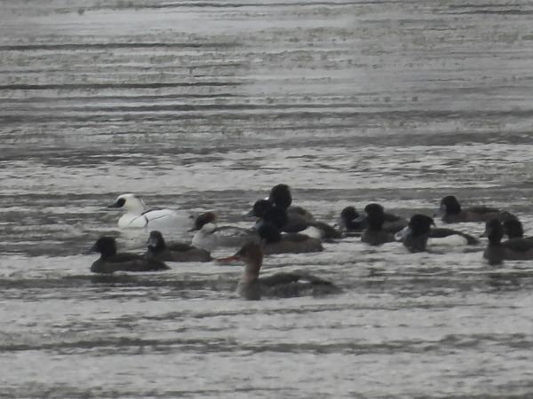 Red-breasted Merganser  - Krystyna Kowalska