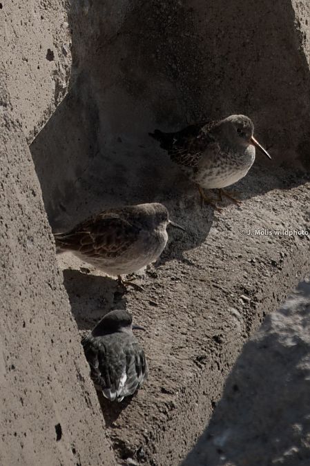 Territ fosc  - Jose Molis