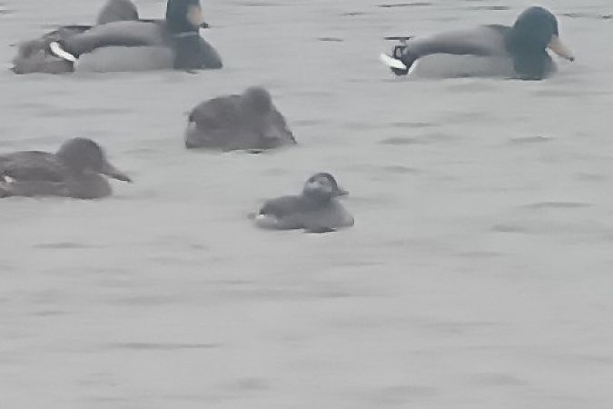 lodówka  - Marcin Dec