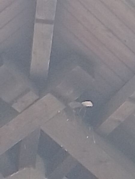 Tortora dal collare  - Gabriele Papale