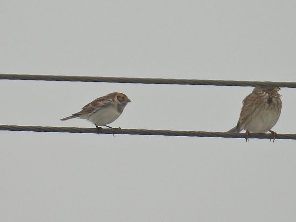 poświerka  - Kacper Mikulski