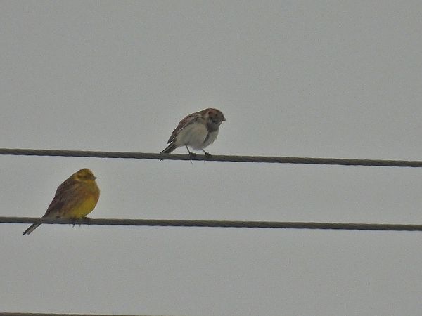 Bruant lapon  - Kacper Mikulski