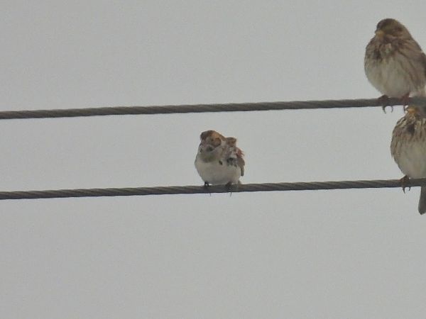 Bruant lapon  - Kacper Mikulski